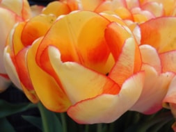 Beauty-of-Spring-(2)